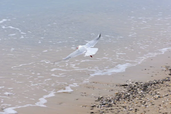 Sur Une Surface Mer Calme Une Mouette Est Recherche Endroit — Photo