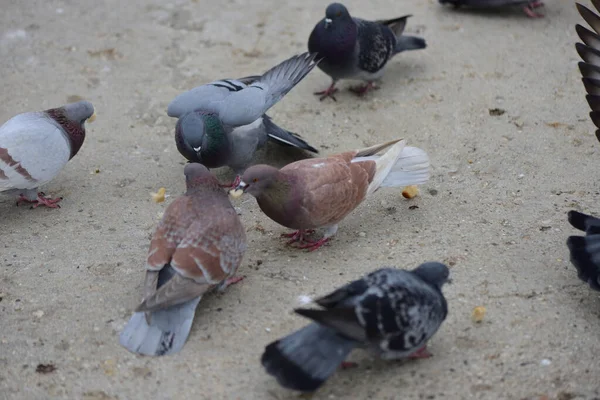 Tauben Suchen Auf Dem Betonboden Nach Futter — Stockfoto