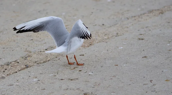 Mouette Étend Ses Ailes Avant Survoler Mer — Photo