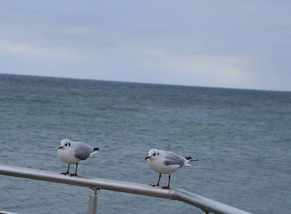 Deux Mouettes Regardent Calmement Qui Passe — Photo