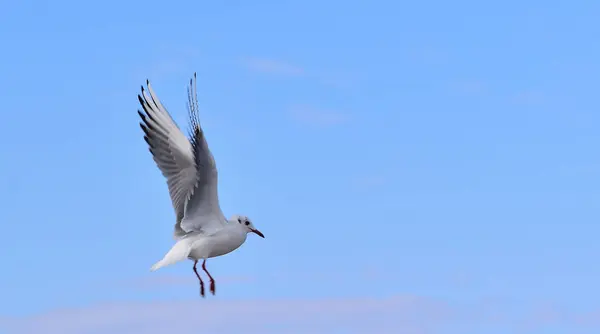 Mouette Prépare Atterrissage Douceur Sur Eau — Photo