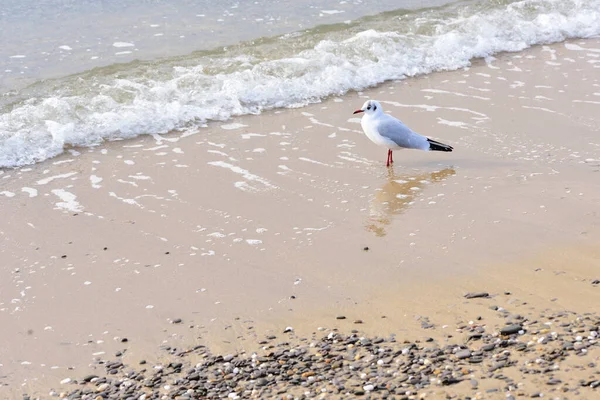 Seagull Waiting Small Oncoming Sea Wave — Stock Photo, Image