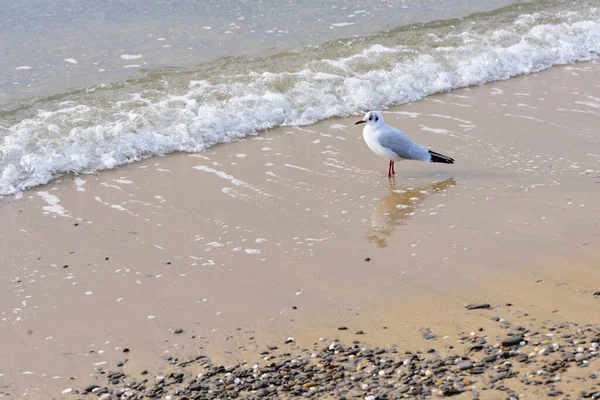 Gaivota Não Tem Medo Espuma Uma Pequena Onda Mar — Fotografia de Stock