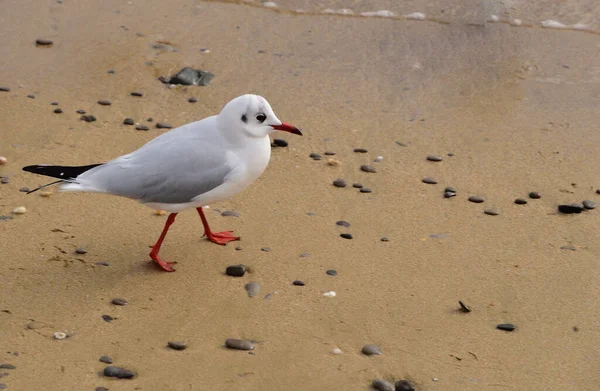 Eine Möwe Spaziert Ruhig Sandstrand Entlang — Stockfoto