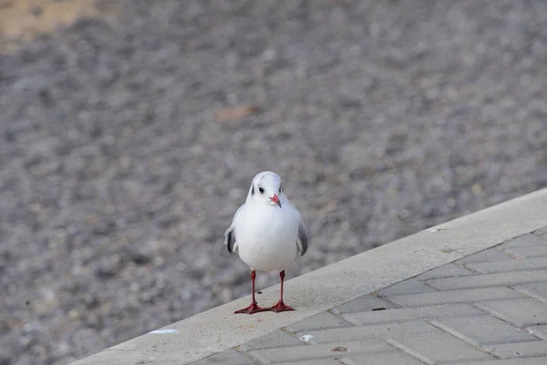 Mouette Debout Sur Parapet Regarde Calmement Qui Passe — Photo