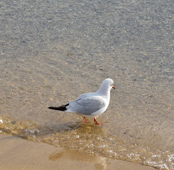 Seagull Carefully Enters Sea Water — Stock Photo, Image