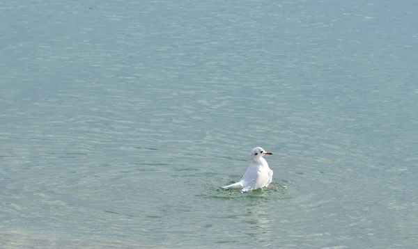 カモメは水から飛び降ろそうとしているようだ — ストック写真