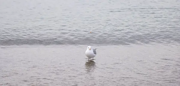 Mouette Quitte Lentement Vague Venant Sens Inverse — Photo