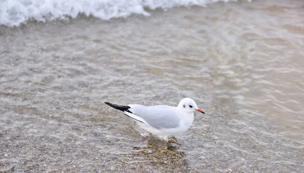 Mouette Enfuit Pulvérisation Vague Venant Sens Inverse — Photo