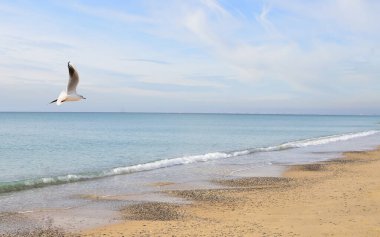 Martı sakin bir denizin üzerinde uçuyor.