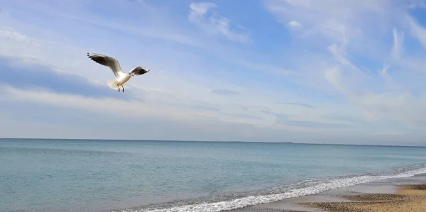 Seagull Makes Planning Landing Surface Sea — Stock Photo, Image