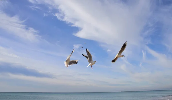 Zeemeeuwen Organiseerden Een Wedstrijd Voor Vogelvoer Dat Van Boven Viel — Stockfoto
