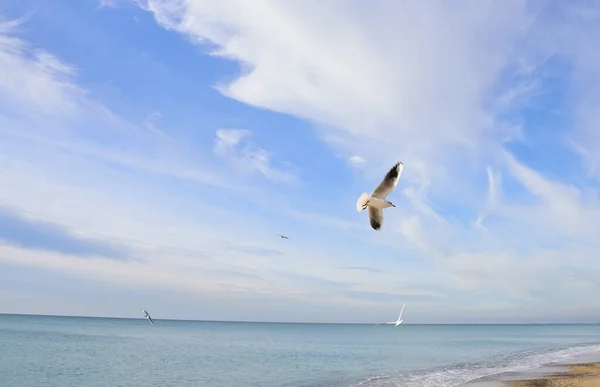 Seagull Soars Sky Serene Sea — Stock Photo, Image