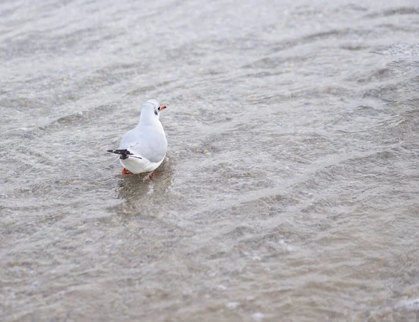 Zeemeeuw Waadde Voorzichtig Door Ondiep Water — Stockfoto