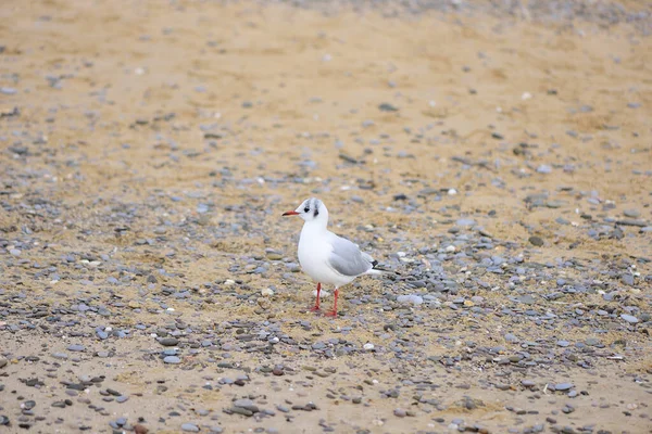 Mouette Solitaire Curieuse Sur Les Pattes Minces Parmi Sable Les — Photo