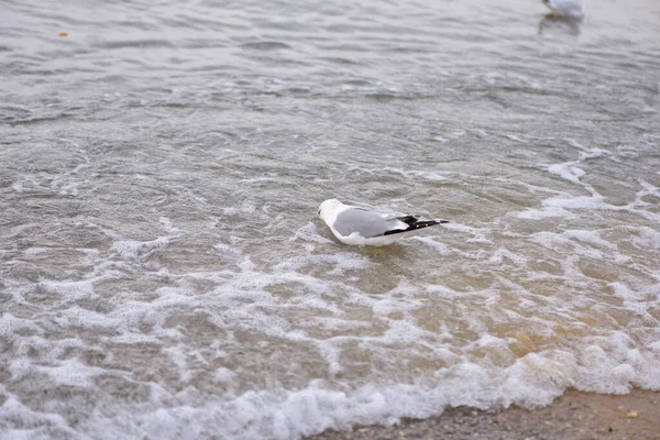 Eine Möwe Sucht Krebstiere Meerwasser Das Von Einer Kleinen Welle — Stockfoto