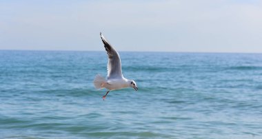 Güneşli havada, sirrus bulutları bir martının uçuşunun zarafetini vurgular..