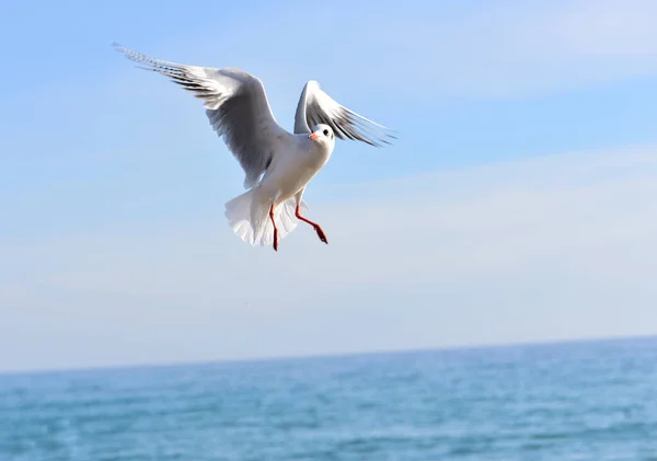 Seagull Soared Sharply Water Droplets Beak Downward Accompany Bird — Stock Photo, Image