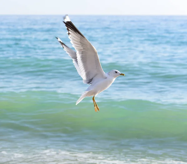 Sea Worried Seagull Still Prepared Landing — Stock Photo, Image