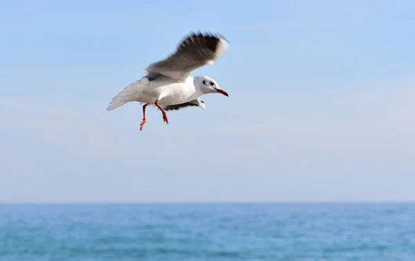 Clear Day Calm Sea Seagull Seems Planning Carelessly Fact Constant — Stock Photo, Image