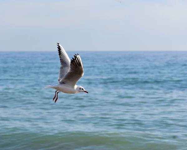 Een Zonnige Dag Zijn Lichte Zeegolven Geen Belemmering Voor Soepele — Stockfoto