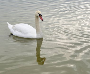 Sığ sulardaki bir kuğu az önce dipten yiyecek aldı.