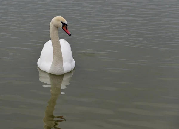 A beautiful lonely swan is sadly waiting for its soul mate