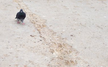 Ciddi bir güvercin kuş işi hakkında geziniyor.