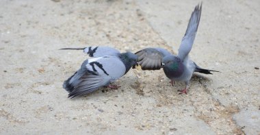 Bir güvercin gagasından bir parça ekmek kapmayı başardı, ve ikincisi bir parça ekmeği almakla tehdit etti.