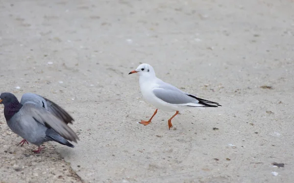 Mouette Éloigne Pigeon Territoire Elle Considère Comme Étant Sien — Photo