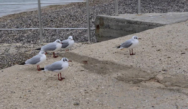 Quatre Mouettes Sont Garde Une Sentinelle Est Postée Devant — Photo