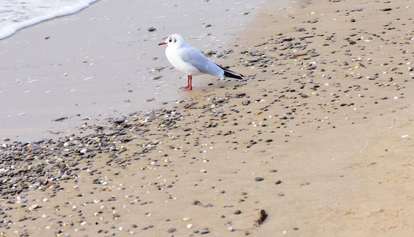 Vague Mer Vient Partir Mouette Attend Voir Elle Apporté Quelque — Photo