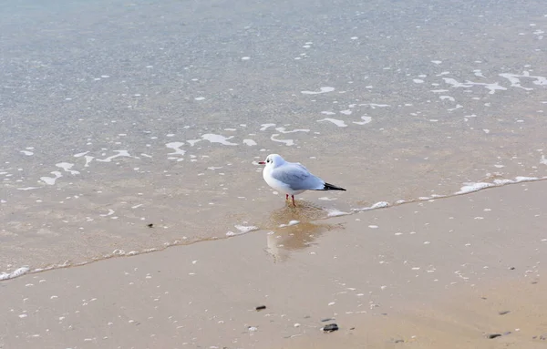 Comme Mer Est Calmée Mouette Décide Aller Aussi Profondément Que — Photo