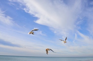 Üç martı sinekten ekmek yakalamaya çalışıyor.