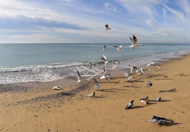 Kuş pazarı. Güvercinli martılar kıyı kumundan ekmek parçaları toplarlar.