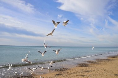 Bir martı sürüsü havada hava akrobasisinin mucizelerini gösteriyor, sinekle ekmek parçaları yakalıyorlar.