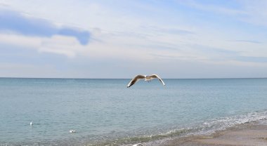 A seagull in a calm flight examines the coast in search of food