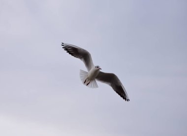Bulutlu bir gökyüzüne karşı uçan bir martı sorunsuz yüzüyor gibi görünüyor.
