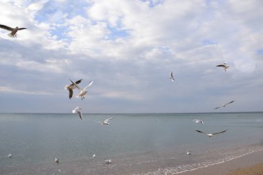 Martılar kıyıya yakın dalgalarda sallanır ve yorgun olmayan bulutlarda uçmaya devam eder.