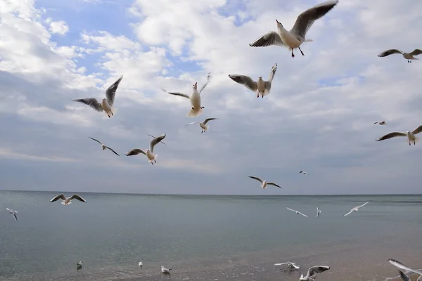 Weather Improving Less Less Heavy Clouds Blue Sky Visible Seagulls — Stock Photo, Image