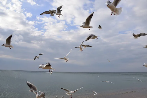 Blauwe Lucht Grijze Wolken Zijn Absoluut Geen Golven Zee Alles — Stockfoto