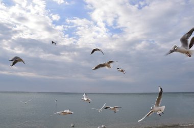 Martılar, hafif dalgalarla kaplı sakin denizin yüzeyine akın ederler. Mavi gökyüzü bulutların arasından süzülüyor.