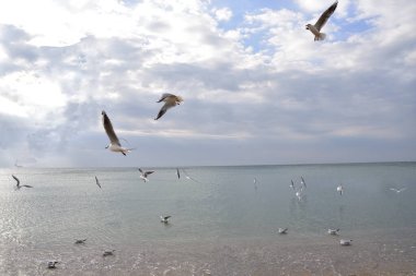 Birçok martı yorgun ve suya yakın durmaya çalışıyor..