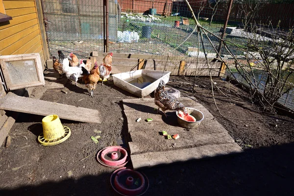 Deux Coqs Préparent Défendre Les Poules Pondeuses Des Invités Non — Photo