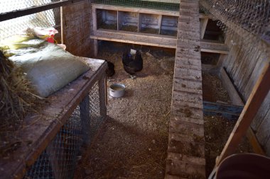 Zenci Rus, diğer yumurtlayan tavukların nereye gittiğini anlamayacak.