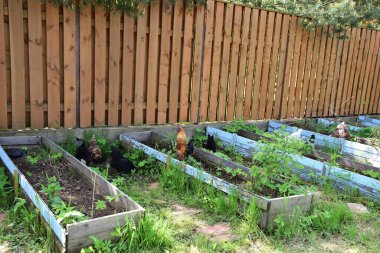 Tavuklar ahududu fidelerinin ekildiği yerlerde solucan arıyorlar.