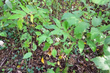 Yağmurluğun birkaç yenilebilir mantarı sonbahar ormanının yapraklarından süzülür..
