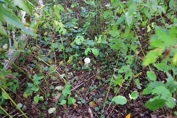Impermeabile Fungo Commestibile Nasconde Tra Foglie Della Foresta Autunnale — Foto Stock