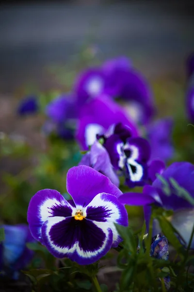 Gros Plan Pansy Fleur Violette — Photo