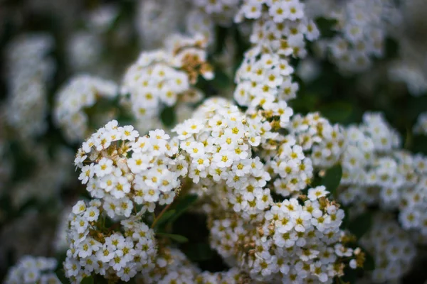 Flores Brancas Alyssum Doce Flor — Fotografia de Stock